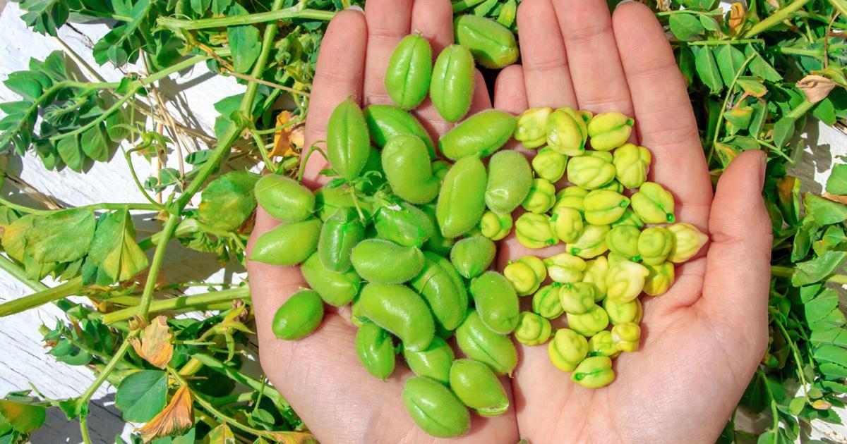 Chickpea Cultivation Techniques