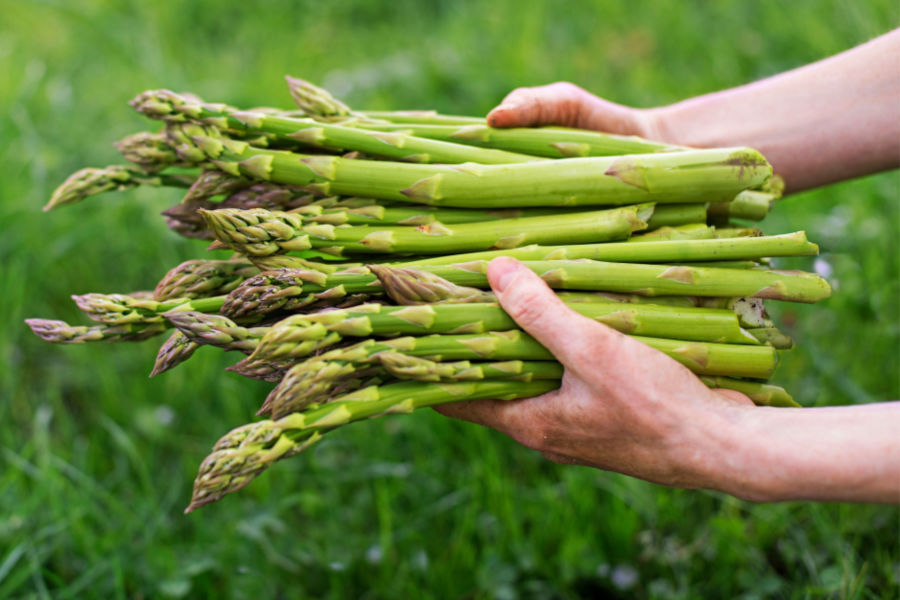 What is the Easiest Way to Grow Asparagus?