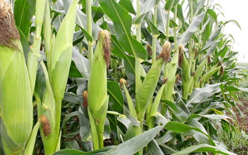 Step-by-Step Guide to Planting Maize