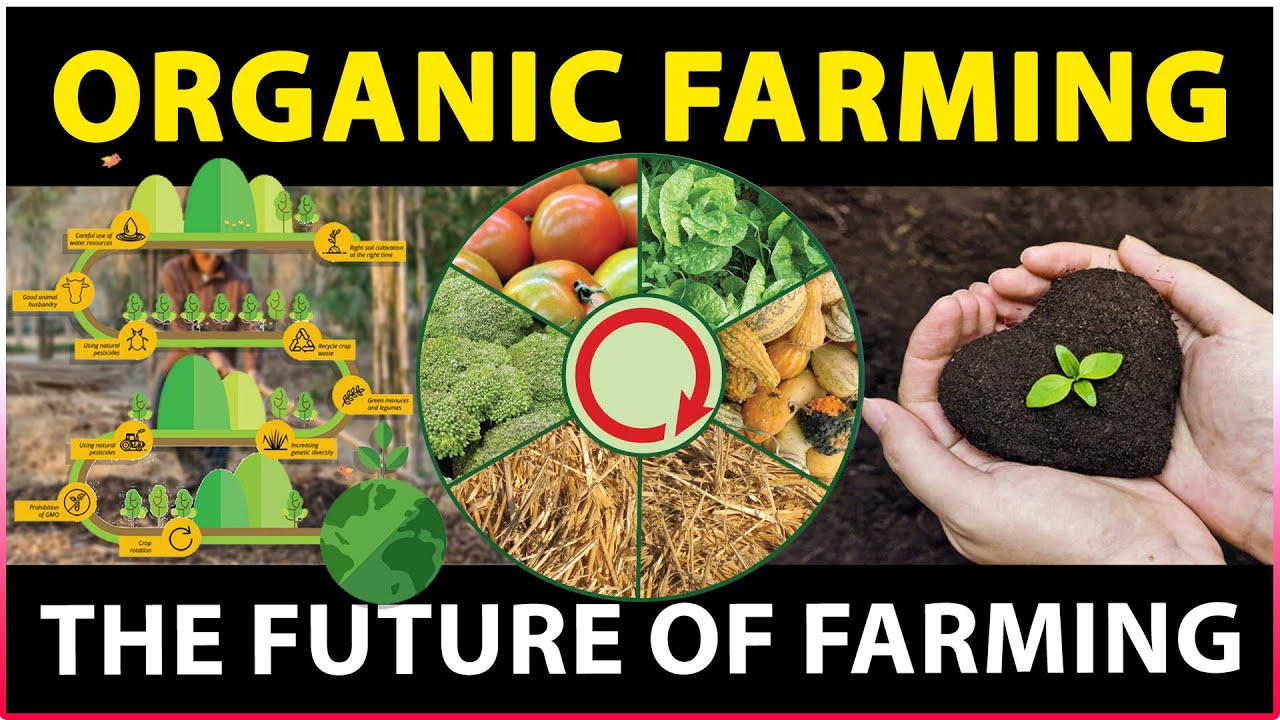 Exploring Organic Farming Methods and Sustainable Agriculture